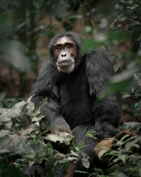 The Ultimate Guide to Chimpanzee Trekking in Uganda